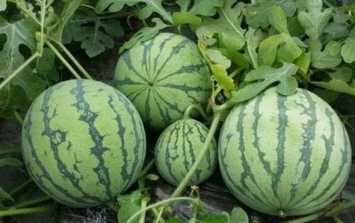 成都吃瓜黄料,揭秘黄料背后的故事