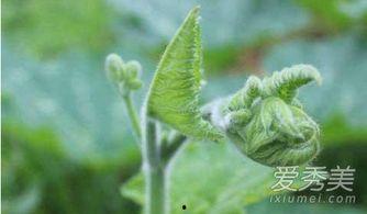 吃拉瓜叶子的好处,绿色健康，益处多多的天然美食