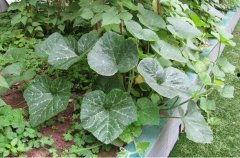 吃拉瓜叶子的好处,绿色健康，益处多多的天然美食