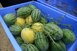 吃瓜资源黄,网络热传的神秘事件背后的真相