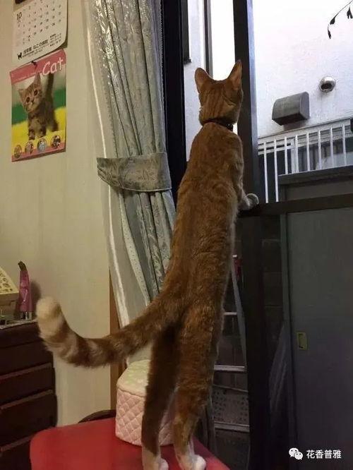 猫猫吃瓜瞬间,萌态尽显