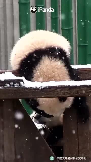 吃瓜小熊香港视频,趣味横生的港岛探秘记