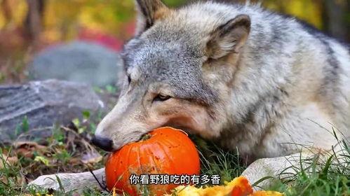 狼吃瓜吗,一场未解的生态奇遇  第1张