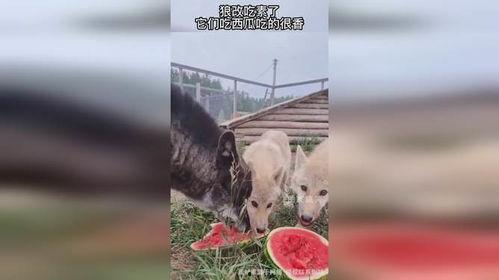 狼吃瓜吗,一场未解的生态奇遇  第2张