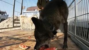 狼吃瓜吗,一场未解的生态奇遇  第3张