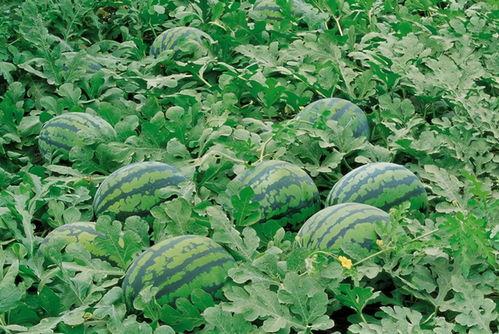 被困树杈吃瓜,一场奇妙的被困生存之旅  第2张