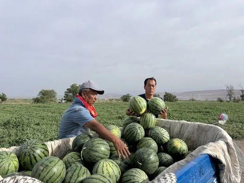 被困树杈吃瓜,一场奇妙的被困生存之旅  第3张