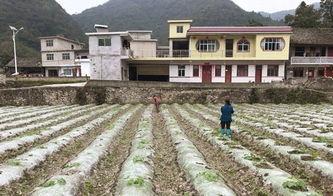 吃瓜黑白配,揭秘娱乐圈的甜蜜与苦涩  第2张