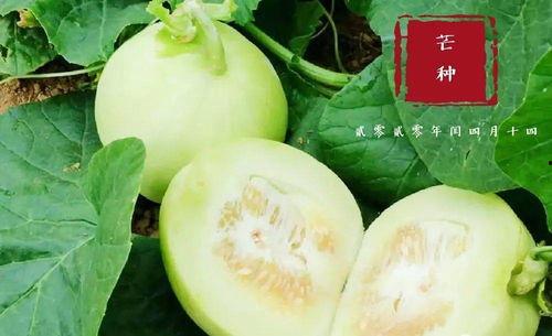 萧县翰林府吃瓜,瓜香四溢，品味古韵美食之旅  第1张