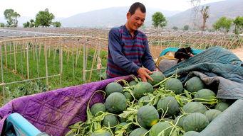 刘大壮吃瓜,揭秘娱乐圈幕后故事  第2张