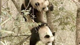 熊猫吃竹叶吃瓜,竹叶与瓜果的诱惑之旅  第1张