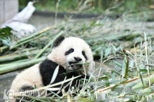 熊猫吃竹叶吃瓜,竹叶与瓜果的诱惑之旅  第3张