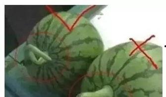 小知了被吃不吃瓜,吃瓜还是被吃，一念之间  第1张