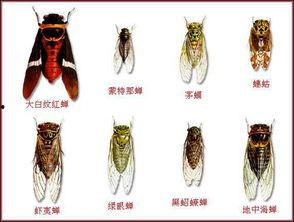 小知了被吃不吃瓜,吃瓜还是被吃，一念之间  第3张