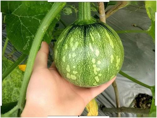 福建农院吃瓜  第1张