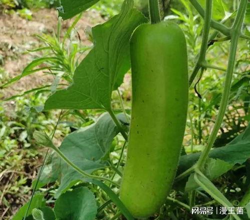 晚上直播吃瓜  第1张