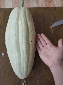 只吃叶子的瓜,探寻只吃叶子的瓜类奥秘  第1张