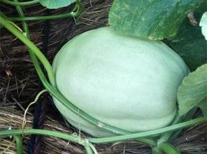 只吃叶子的瓜,探寻只吃叶子的瓜类奥秘  第2张