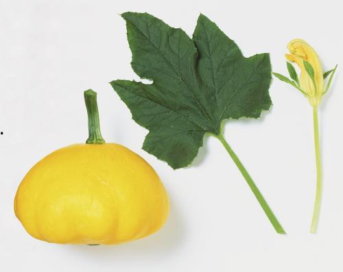 只吃叶子的瓜,探寻只吃叶子的瓜类奥秘  第3张