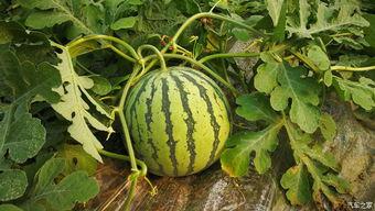 梦到摘瓜吃,揭秘摘瓜吃的美妙体验  第2张