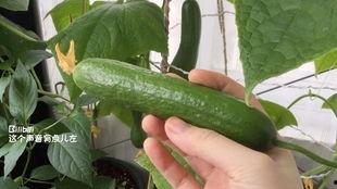 梦到摘瓜吃,揭秘摘瓜吃的美妙体验  第3张