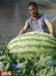 胖娃娃吃瓜,胖娃娃的甜蜜瓜果时光  第3张