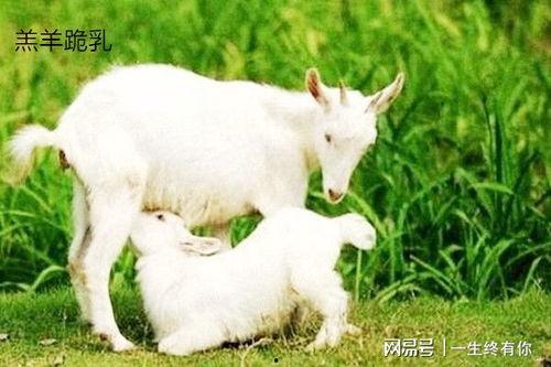 小羊晴天吃瓜  第1张