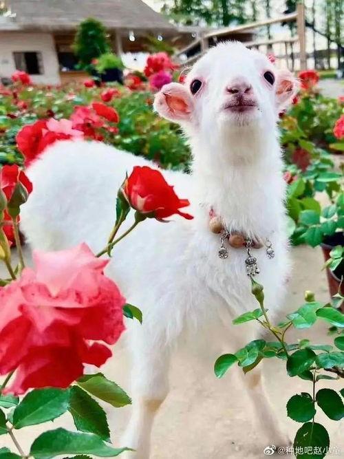 小羊晴天吃瓜  第3张