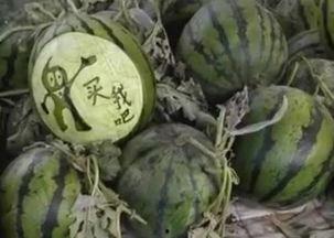 穷人吃老瓜视频,穷人的智慧与生活的艺术  第2张