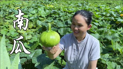 私家瓜怎么吃,解锁夏日清新美味  第2张