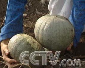 吃瓜01.com,带你走进网络八卦世界的奥秘  第3张