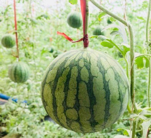 兴化夏天吃的瓜,探寻地方特色美食之旅  第3张