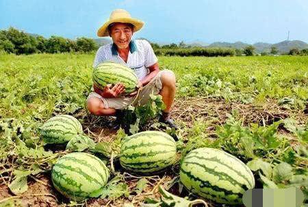 帝王路吃瓜人23,吃瓜人23，揭秘宫廷秘闻背后的真相  第2张