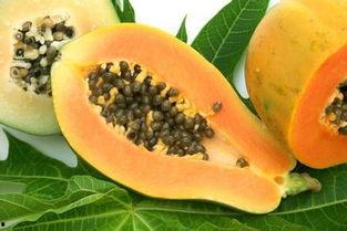 胃病吃折瓜,胃病患者的天然良方  第3张