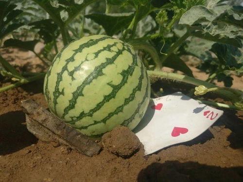 网友过生日吃瓜,网友过生日吃瓜欢乐多  第2张