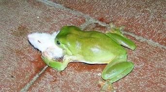 吉林青蛙吃瓜,探寻东北湿地生态奇观