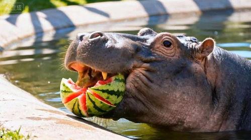 吃瓜的河马  第2张