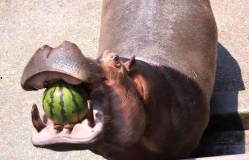 吃瓜的河马  第3张