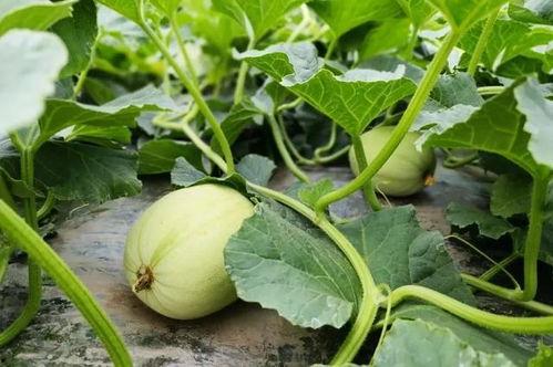 小亦吃瓜,揭秘娱乐圈那些不为人知的幕后故事