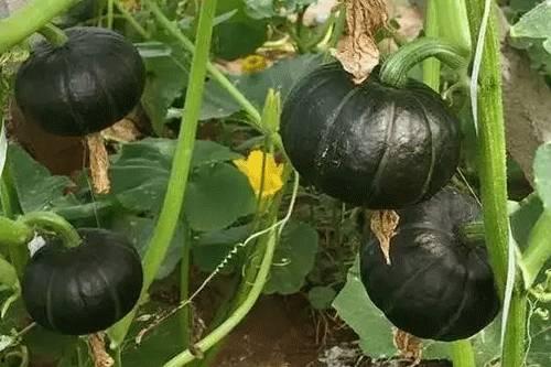 贝贝瓜怎么弄着吃,探索美味新体验