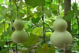 吃葫芦瓜好处,润肺清热，养生保健的天然良药