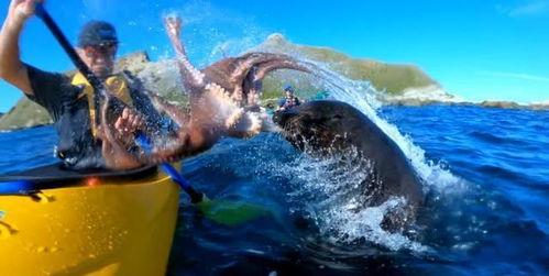 海豹吃瓜吗,揭秘它们是否吃瓜之谜