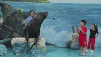 海豹吃瓜吗,揭秘它们是否吃瓜之谜