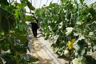 吃瓜群众看切瓜视频  第2张