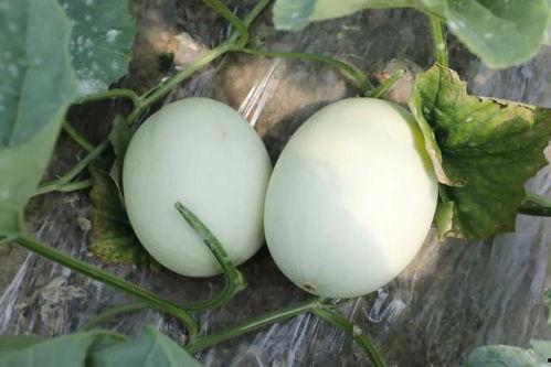 小菇吃瓜,揭秘网络热点的幕后故事  第2张