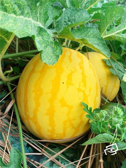 吃美人瓜,美味与营养的完美结合  第1张