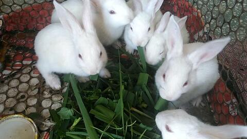 兔子吃白蜜瓜,邂逅甜蜜白蜜瓜的奇妙之旅