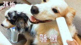 吃瓜主人和吃瓜狗一样吗,趣味对比，揭秘两者相似之处  第1张