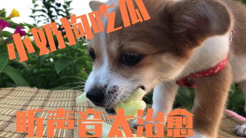 吃瓜主人和吃瓜狗一样吗,趣味对比，揭秘两者相似之处  第2张