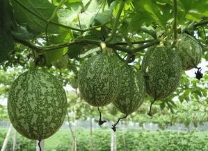 吃瓜图片横版,揭秘夏日消暑新潮流